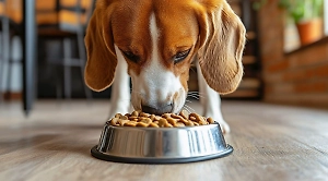 Крупнейший производитель кормов для животных ответил на слухи об остановке производства