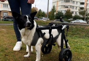 Life.ru снял ту самую собаку-инвалида, на которую напал сосед. Её зовут Офелия, и она уже выходит на прогулки