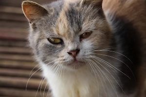 Живодёры подожгли петарду у кошки в пасти в Комсомольске-на-Амуре