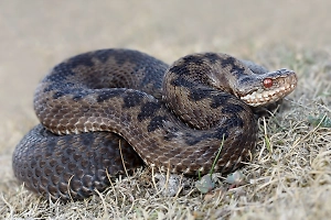 Ядовитая змея год жила в стенах дома россиянки и могла подселить к ней целый выводок