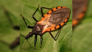 Биолог предупредил об опасном «сюрпризе» от укуса клопа-убийцы спустя десятилетия