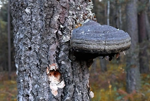Созревает 30 лет: Назван гриб, помогающий в борьбе с раком и туберкулёзом