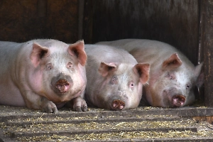 В Эстонии уничтожили 60 тысяч свиней из-за вспышки африканской чумы