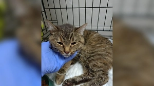 В Ставрополе десять животных погибли после лечения в частной ветклинике