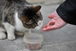 Не навреди добротой: Что на самом деле нужно осенью бездомным кошкам, собакам, белкам и птицам