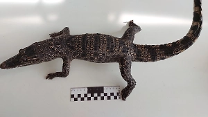 У прилетевшей из Вьетнама россиянки изъяли чучело сиамского крокодила