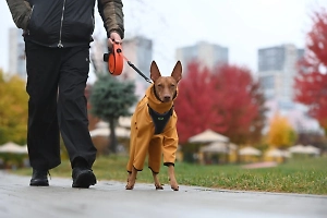 Как уберечь питомца от простуды во время осенних прогулок: советы доцента кафедры ветеринарии