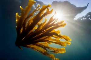 Российский учёный случайно нашёл неизвестный науке вид водорослей на обычном рынке