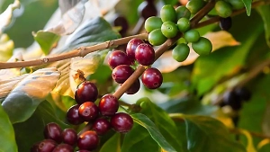 Агавы, пальмы и олеандры. Какие экзотические растения можно встретить в московских парках