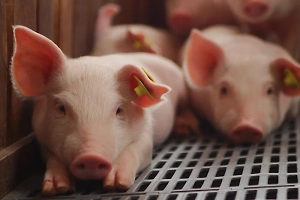 Это рекорд: Мужчина почти девять месяцев прожил с почкой, пересаженной от свиньи