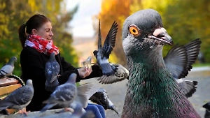 Чем опасно подкармливать голубей во дворах и какие опасные заболевания переносят летучие «крысы»
