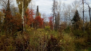 В Красноярском крае нашли личные вещи пропавшей в походе семьи Усольцевых