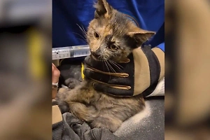 В Москве спасли кошку, которая четыре дня провела в стене дома 