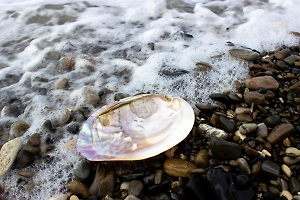 В Сибири нашли древнего «туриста» юрского моря: моллюск Lopatinia мигрировал через полпланеты