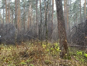 Россиянин нашёл труп голой женщины без головы во время пробежки в парке