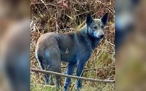 Синие собаки из Чернобыля могли быть частью рекламной акции