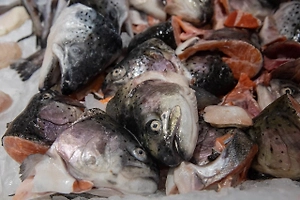 В Госдуме предложили ввести «рыбный четверг» со скидкой 50% в магазинах