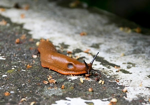 19-летний парень съел слизня и впал в кому на 420 дней