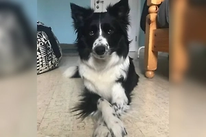 Похитителям собаки Симы из Подмосковья грозит до семи лет лишения свободы