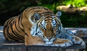 Россия передаст Казахстану четырёх амурских тигров для восстановления популяции