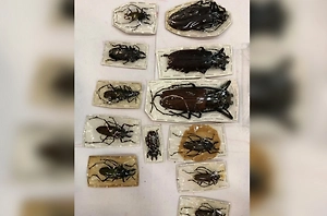 Таможенники перехватили в Москве гигантских жуков из Перу на 1,5 миллиона рублей