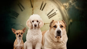 Почему маленькие собачки живут дольше больших: 5 причин, о которых говорит наука