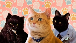 Тест для кошатников: Угадайте 8 фильмов по кадру с кошкой: собачники сдадутся на первом!