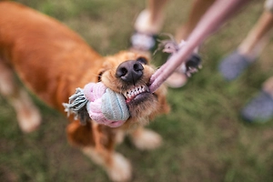 Сущий злодей в кудряшках: Ветеринар назвал самую психически нестабильную породу собак