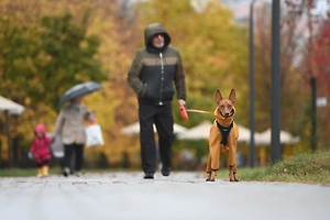 Прогулка с собакой без намордника может грозить штрафом, предупредила юрист