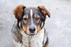 В одном из регионов Сибири легализовали эвтаназию бездомных собак