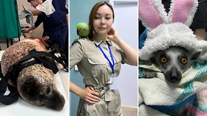 Айболит из Казани. Эта девушка лечит тюленей, летучих мышей и лемуров — и вы захотите узнать её историю