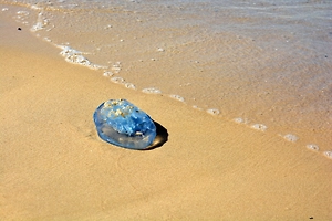 «Счёт идёт на минуты»: Аллерголог предупредил об опасности укусов ядовитых медуз