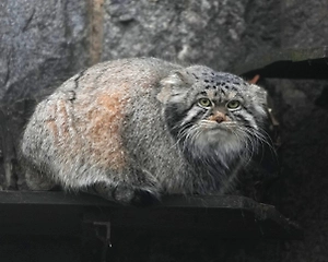 Грация кошки, ловкость Тимошки: Манул из Московского зоопарка не смог залезть на дерево после зажировки 