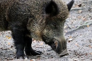 Штурмуют дворы и улицы: Москву и область заполонили дикие кабаны
