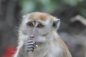 В Миссисипи местная жительница застрелила одну из сбежавших лабораторных обезьян