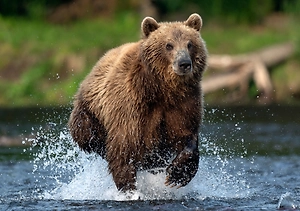 В России нашли новый вид доисторического гигантского медведя