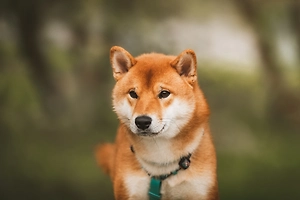 Лучшее средство от хандры: Как собаки укрепляют иммунитет и снижают уровень стресса