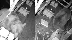 В Турции медведь два дня подряд забирался на балконы, чтобы полакомиться мёдом