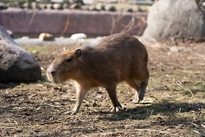 Московский зоопарк пригласил Владимира Мединского посмотреть на капибар