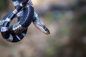 Отдыхавшая в Кении россиянка получила ожог 40% тела из-за горящей змеи в ресторане
