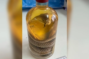 В Барнауле у пассажирки из Вьетнама изъяли змеиное вино с редкой коброй