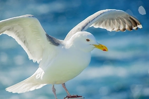 Туристка сломала палец из-за нападения чаек в Оренбуржье и подала в суд на курорт