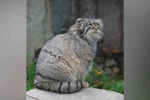 Русский язык стал жирнее? «Зажировка» манула Тимофея теперь в словаре