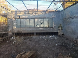 Лев выжил после удара беспилотника по зоопарку в Запорожье