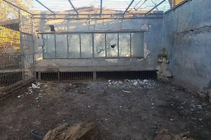 Умер лев, пострадавший при атаке дронов ВСУ на зоопарк в Запорожской области