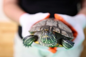 Черепашку Донателло смыли в унитаз в Воронеже, но она выжила и нашла новый дом