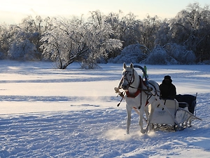 Петербург ищет коня за 7 млн — «без вредных привычек», нового, без замены частей