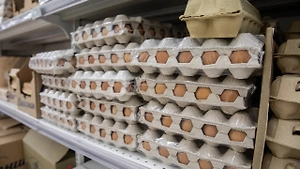 Птицефабрики России произвели слишком много яиц