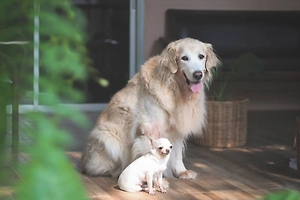 Доктор наук назвала 5 принципов идеального дома для собак