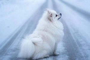 Экипаж ДПС в Югре спас выброшенного на трассу в 30-градусный мороз шпица